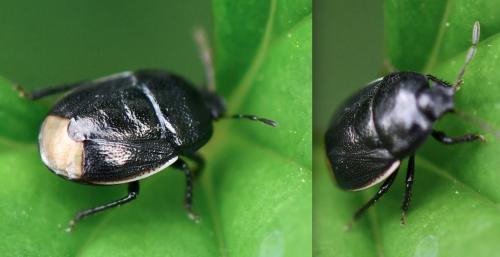 Réf. 256 637 : Legnotus limbosus